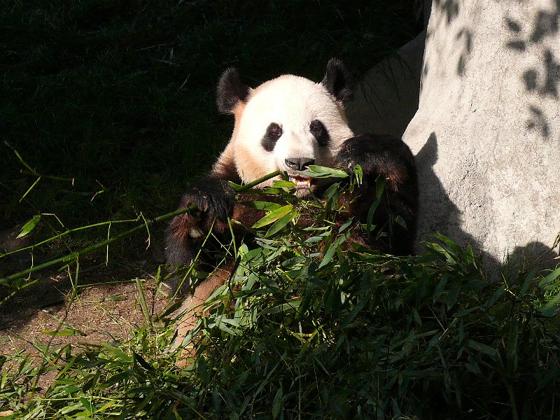 Pandas (036).jpg